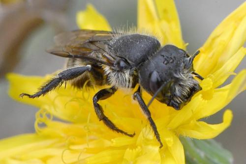 Osmia latreillei